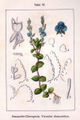 Veronica chamaedrys vol. 10 - plate 37 in: Jacob Sturm: Deutschlands Flora in Abbildungen (1796)