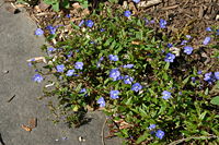 Veronica peduncularis