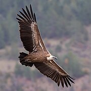 Griffon vulture, Parc naturel régional des Baronnies provençales.jpg