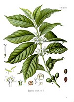 Thumbnail for File:Coffea arabica - Köhler–s Medizinal-Pflanzen-189.jpg