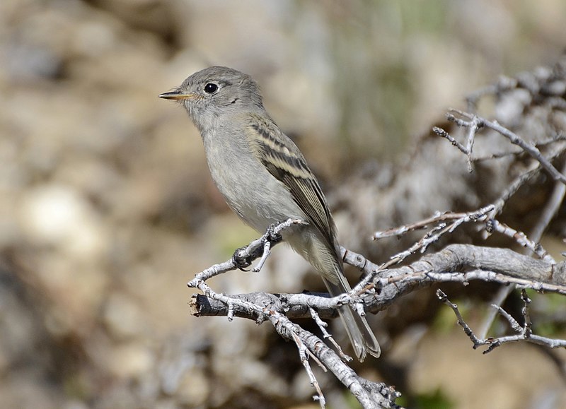 File:Dusky Flycatcher 02.jpg