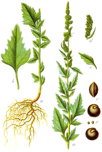 File:Chenopodium album Sturm27.jpg