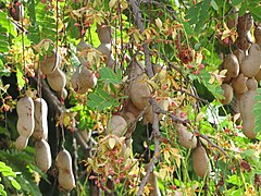 Tamarind (Tamarindus indica)