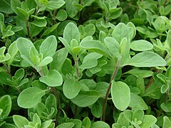 Marjoram (Origanum majorana)