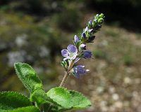 Veronica officinalis Type species