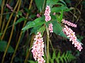 Persicaria maculosa