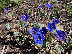 Phacelia campanularia (Desert Bluebells)