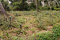 Pineapple field in Zanzibar.