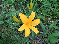 Hemerocallis esculenta