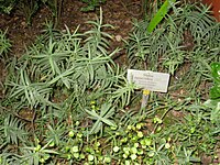 Veronica epacridea (Hebe epacridea)