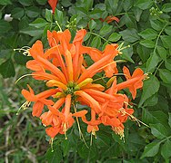 Tecomaria capensis (Cape Honeysuckle)