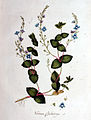 Veronica chamaedrys plate 1 in: Flora Batava vol. 1, (1800)