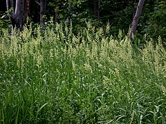 Phalaris arundinacea (Red Canary Grass)