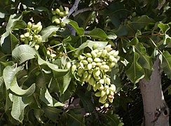 Pistachio (Pistacia vera)