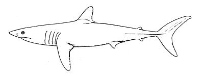 Shortfin mako.jpg