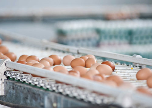 brown eggs on a metal roller conveyor