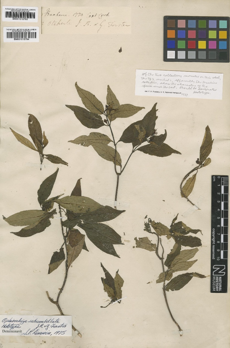 A plant specimen of the vulnerable species Ophiorrhiza subumbellata, collected by Captain James Cook in 1774 in Tahiti, and identified as such in 1975.