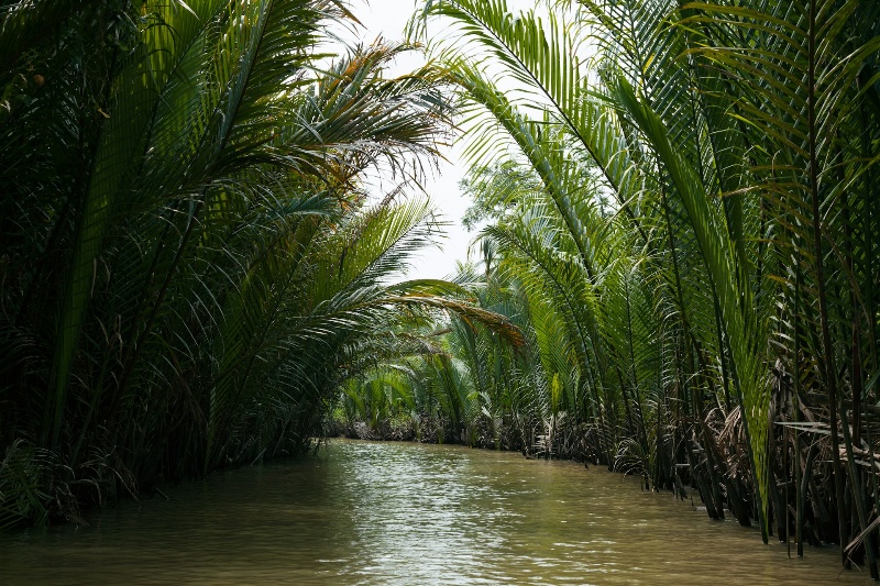 A river winding through a landscape of palm trees