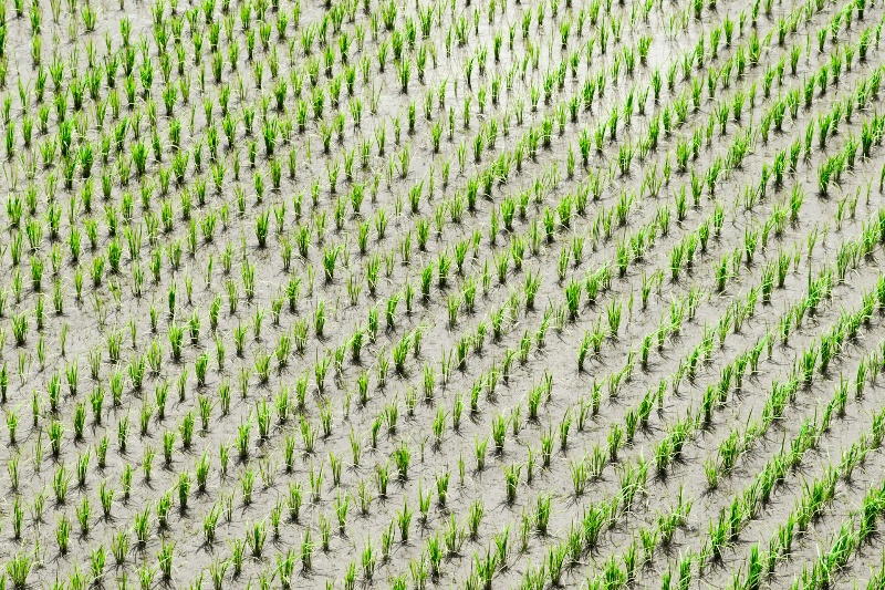 An extensive rice field stretching into the distance with flooded paddies, ready for cultivation