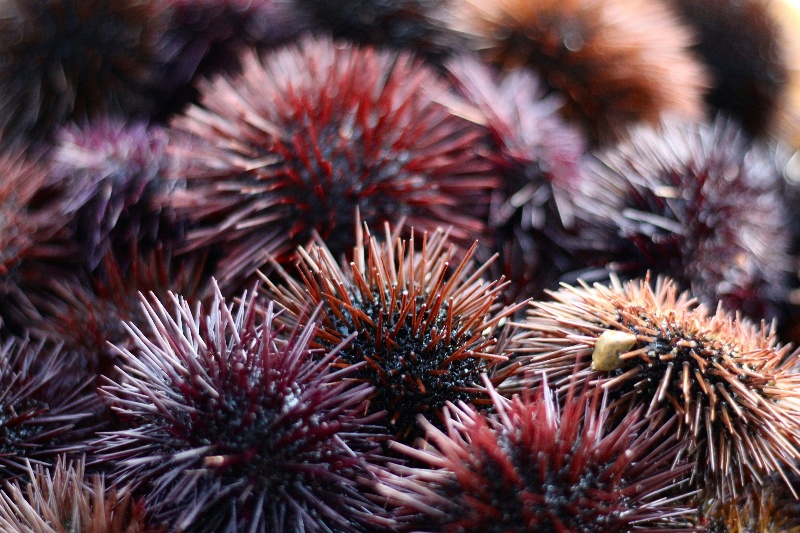 A close-up image sea urchins, showcasing spines