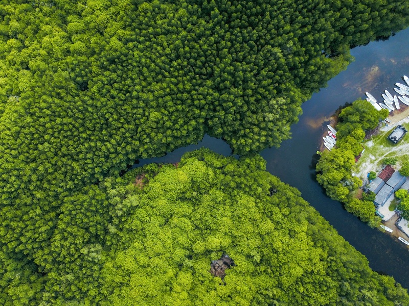 Mangrove forest in Indonesia, featuring dense vegetation and tangled roots along a coastal area.