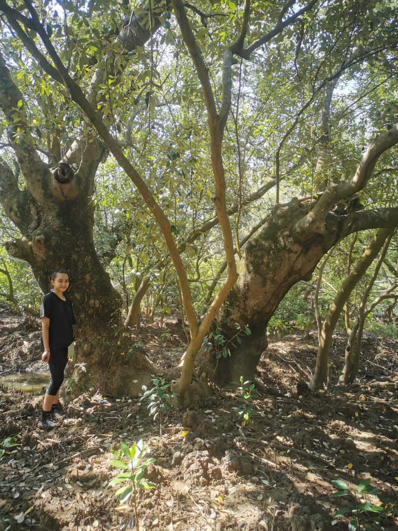 A woman posing amidst lush mangrove trees in the Philippines, surrounded by vibrant green foliage