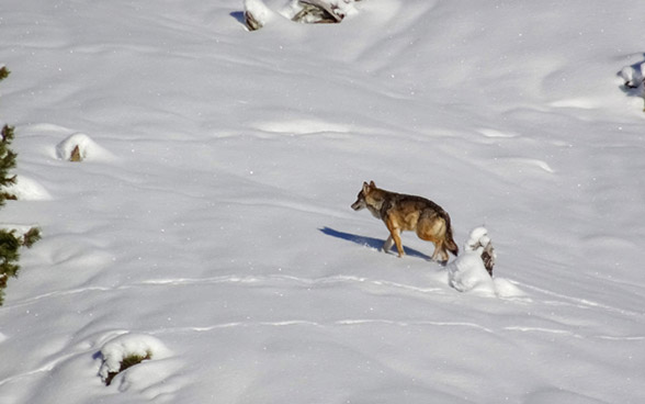 Wolf im Schnee