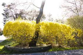 Forsythia bush in bloom