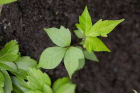 Poison ivy plant