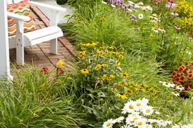 butterfly garden daisies next to porch with adirondack chair