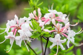 white native azaleas