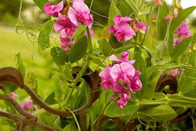 Lathyrus latifolius 'Pink Pearl' sweetpea