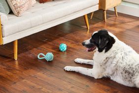 dog on wooden living room floor