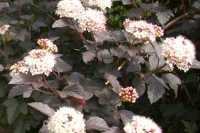 Ninebark Physocarpus