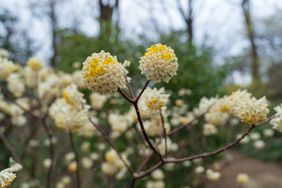 close up of paperbush edgeworthia chrysantha flowers