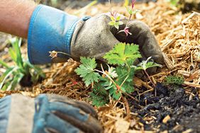 gloved hands planting cranesbill with surrounding mulch