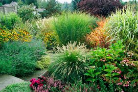 Perennial Border