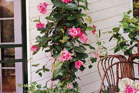 Mandevilla Vine On Porch