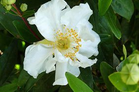 Carpenteria californica