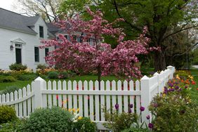 flowering crabapple with white picket fence