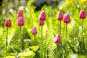 Multiple pink tulips outside