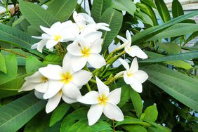 white blossoms on plumeria tree