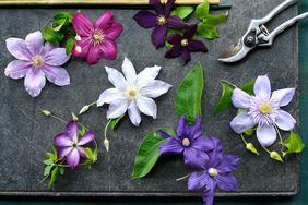 Clematis blossoms with shears 