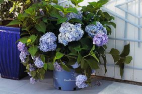 Hydrangea in pot before being planted