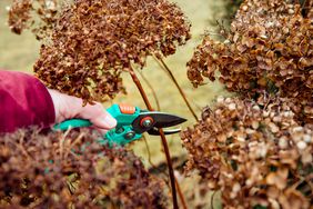 person cutting dead flowers in dormant hydrangea plant