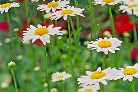 detail of shasta daisies leucanthemum x superbum