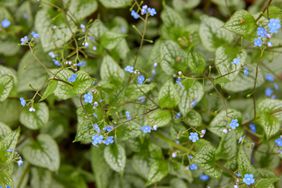 heartleaf brunnera sterling silver flowers and leaves