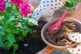 adding coffee grounds to potted plant in garden