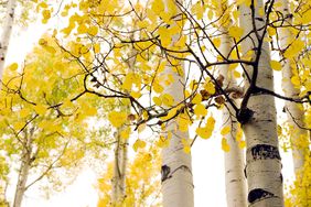 Quaking aspen poplar tree