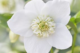 white christmas rose